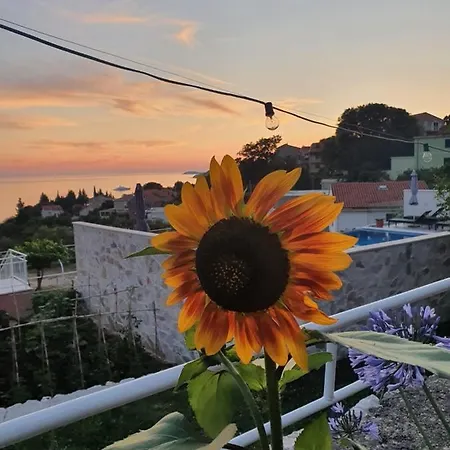 Apartmani Ana