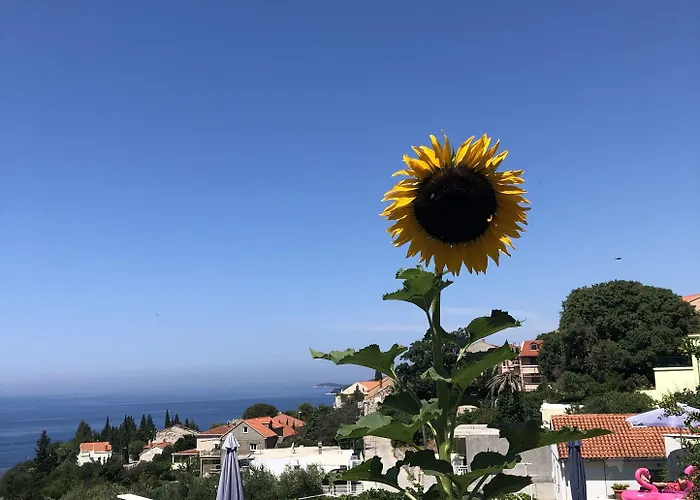 安娜公寓酒店 公寓 *